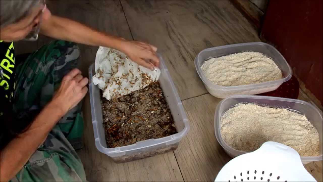 how to farm mealworms pdf